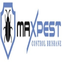 Ant Removal Brisbane