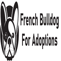 French Bulldog For Adoption