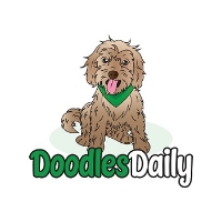 Doodles Daily Labradoodles & Goldendoodles