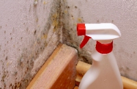 Lake Worth Mold Experts