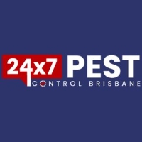 Termite Inspection Brisbane