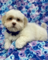 puppies for sale morristown new jersey