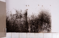 Mold Removal & Remediation Experts of Washington IL