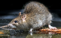 Rat Removal Melbourne