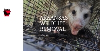 Arkansas Wildlife Removal