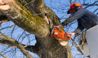 Roswell Tree Services Co