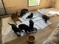 German Shepherd Puppies For Sale Kentucky