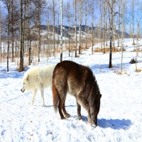 Great Wheel Wildlife Control Co