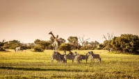 Gray Fox Wildlife Control Experts