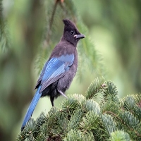 Low Country Wildlife Control Experts