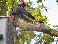 Capital of Dreams Tree Service