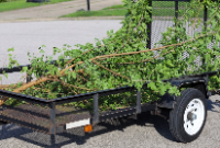 City of Presidents Tree Service