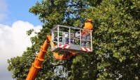 Pocket City Tree Service