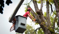 Lagoon Tree Service