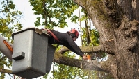 George Walton Tree Services