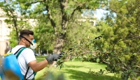 Codfish Coast Tree Removal Co