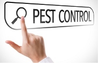 Greater Katy Pest Control Experts