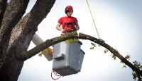 War Eagle Tree Removal