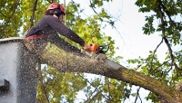 The Garden City Tree Service Co