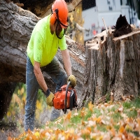 Artgusta Tree Service