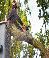 Longtucky Tree Service