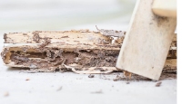 Diamond State Termite Removal Experts