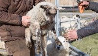 Buttonwood Farm Wildlife Experts