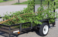 Celery Capital of the World Tree Removal