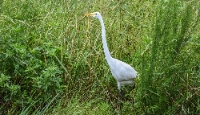 Great Lakes Wildlife Control Experts