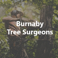 Burnaby Tree Surgeons