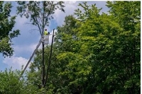 Fredericksburg Tree Service