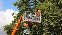 Lake City Tree Experts