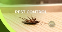 Breda Pest Management