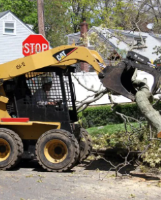 Tree Service & Removal Mineola