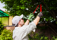 The Second City Tree Service