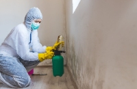 Valley City Mold Removal Experts