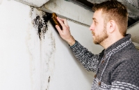 Frampton Place Mold Removal Experts