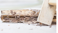 Bustling City Termite Removal Experts