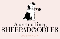 sheepadoodle for sale singapore