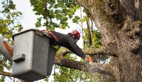 Old Capitol City Tree Removal Co