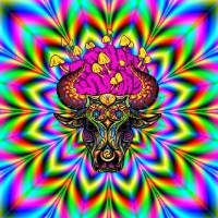 Trippy Way Psychedelics