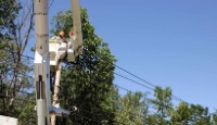 America's Canary City Tree Service