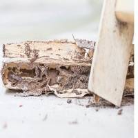 Cary Termite Removal Experts