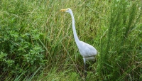 Twin City Wildlife Control Experts