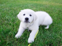 English Cream Golden Retrievers