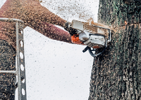 Walnut Creek Tree Service