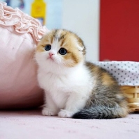 munchkin cat for sale