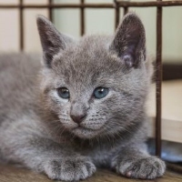 Russian Blue cat for sale