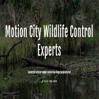 Motion City Wildlife Control Experts