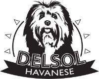 DelSol Havanese